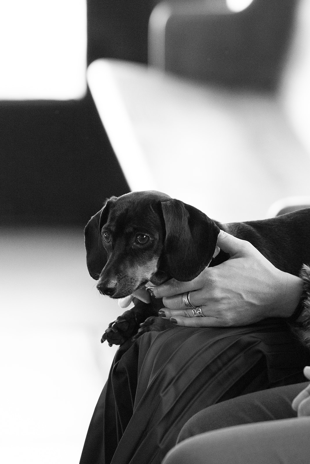 A small black dog sits quietly on a guest’s lap during the wedding ceremony.